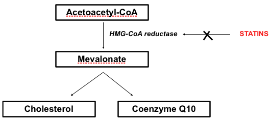 the Connection Between CoQ10 and Cholesterol