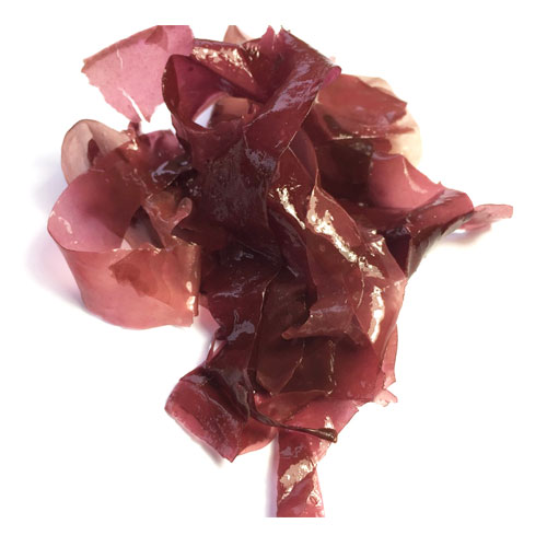picture of dulse