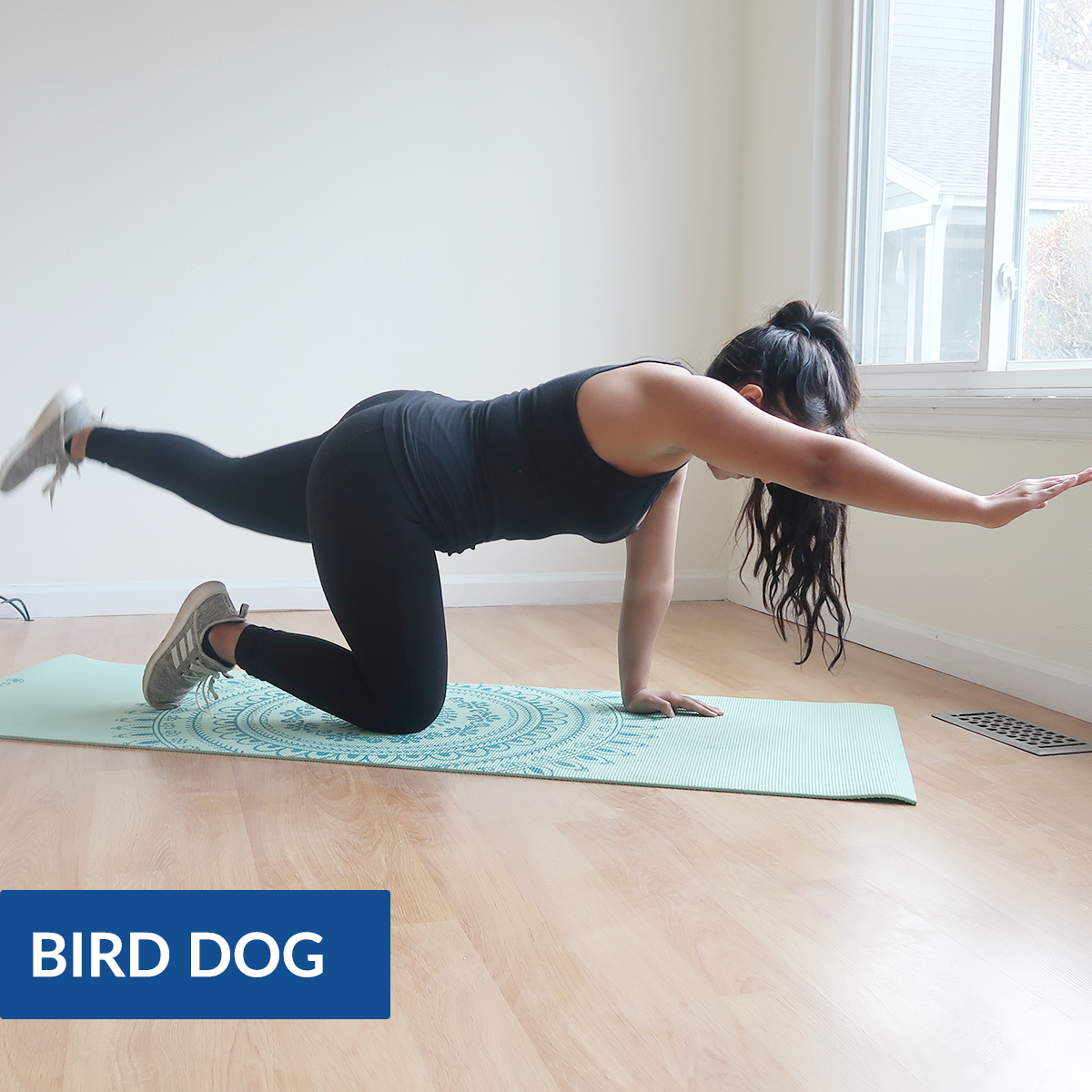 bird dog exercise