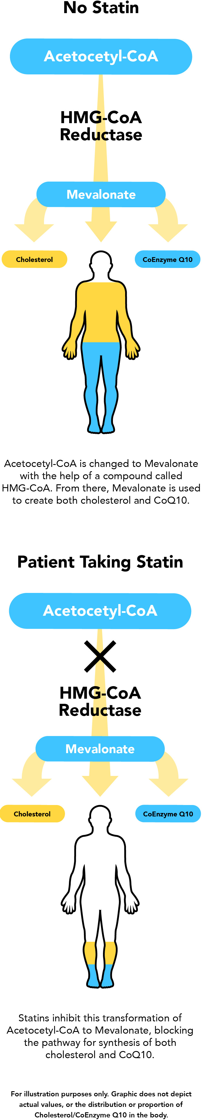 No Statin vs Patient Taking Statin