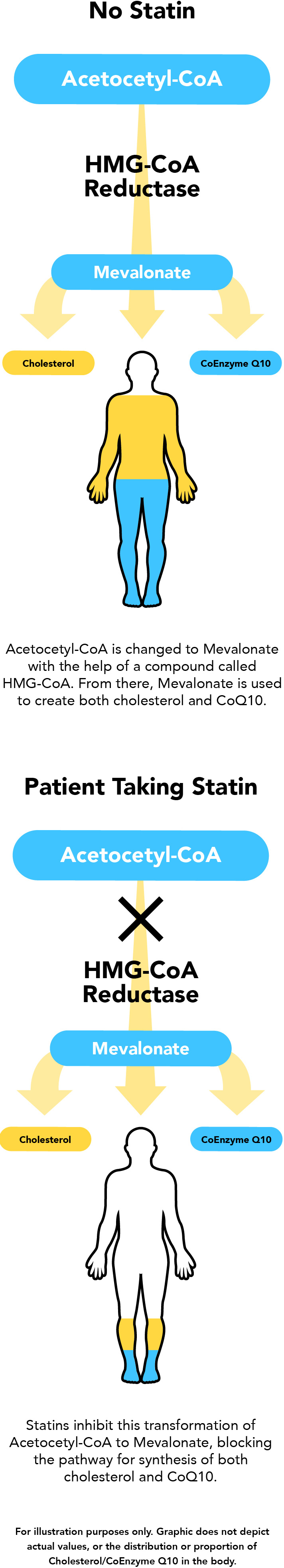 Ubiquinol Coq10 And Statins What You Need To Know 7186