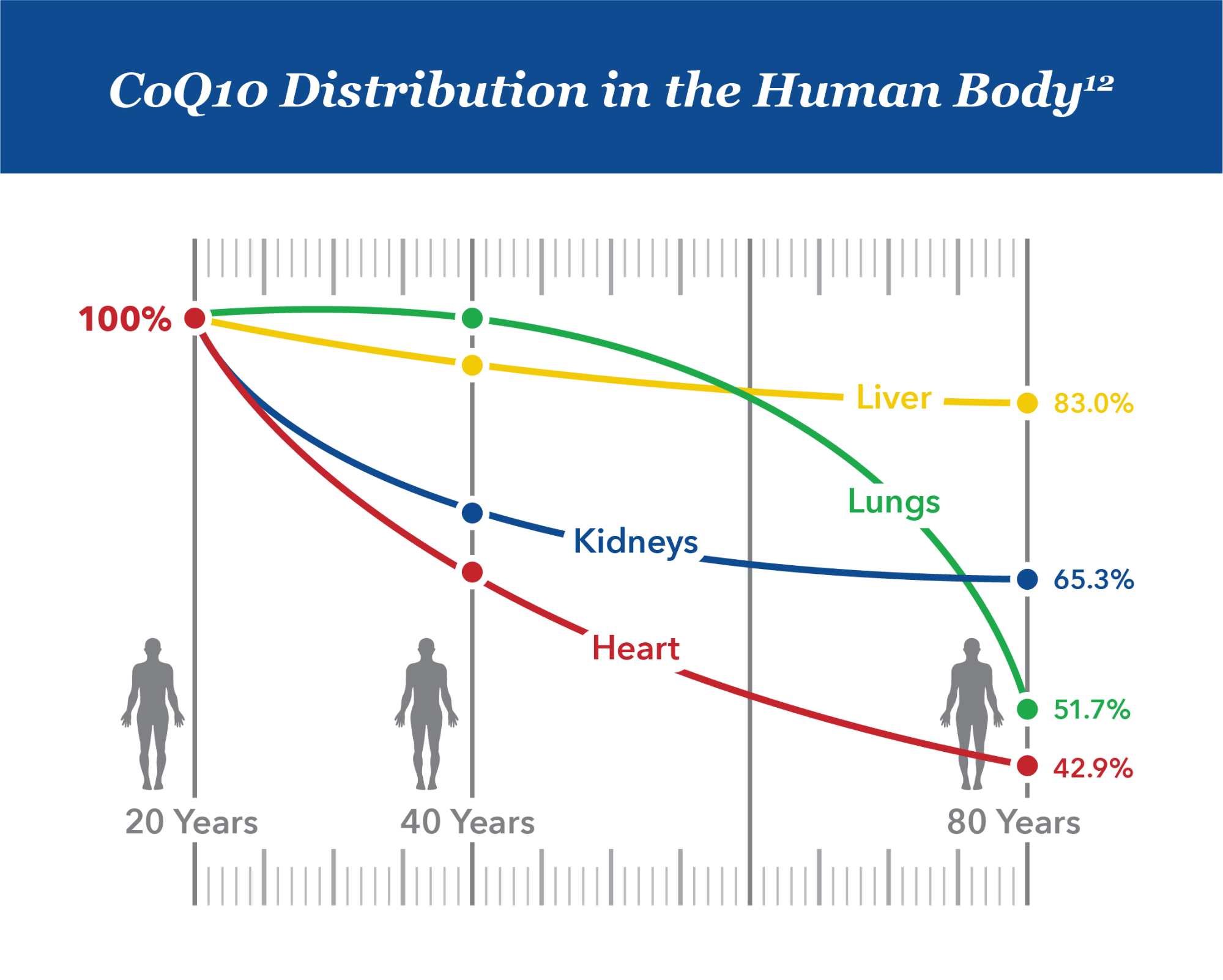 CoQ10 Distribution in the Human Body