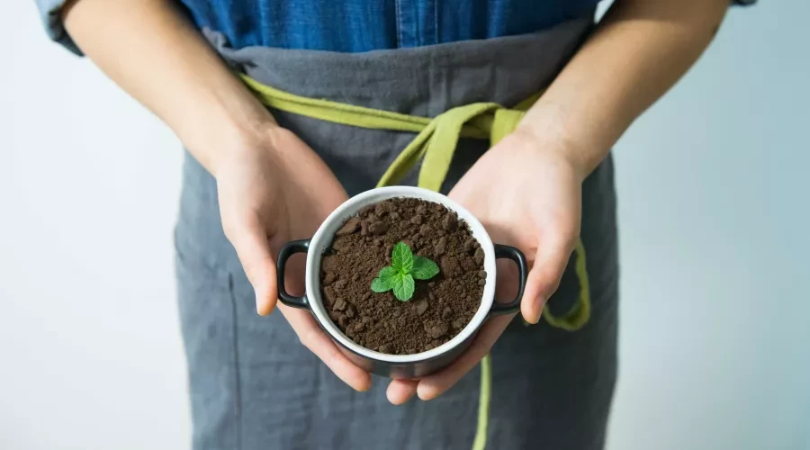 pot with new plant