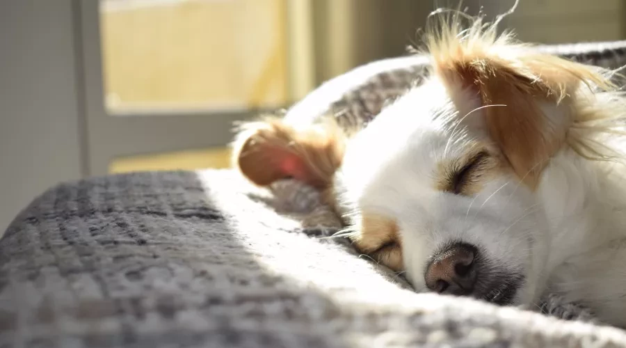 sleeping dog