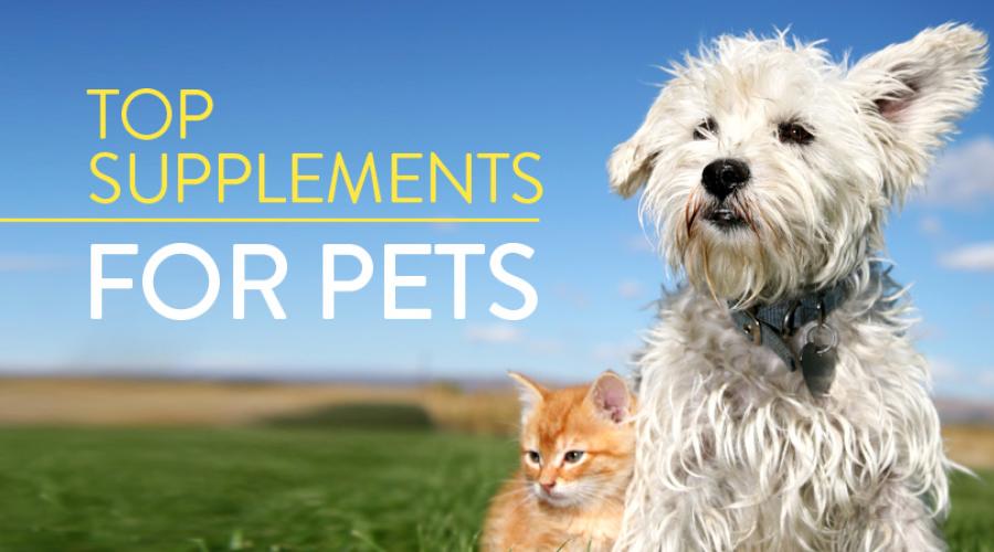 Top Supplements for Fido and Fluffy