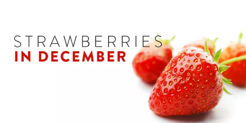 Strawberries in December   
