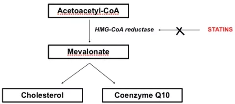 the Connection Between CoQ10 and Cholesterol the Connection Between CoQ10 and Cholesterol
